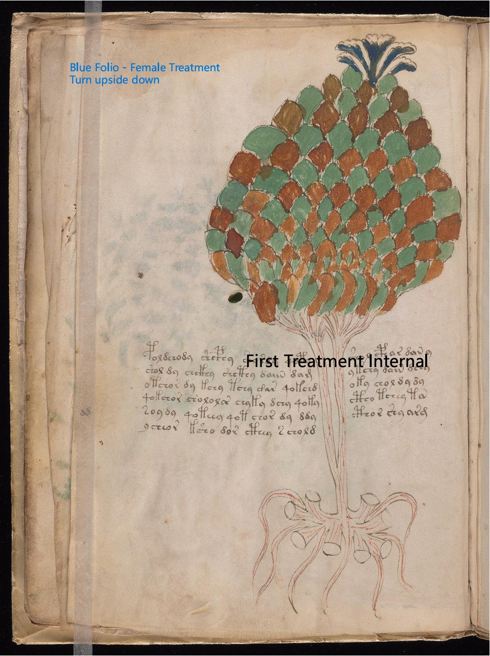 Secondary labelled diagram of Folio 11v